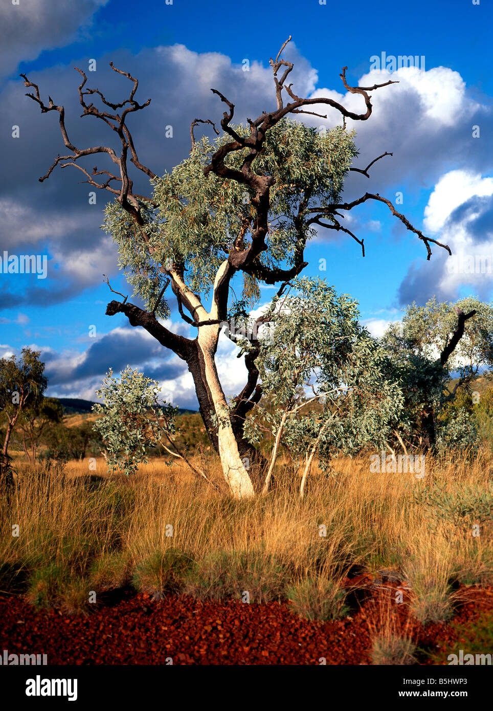 Eucalyptus Gum Tree,  Pilbara, Northwest Australia Stock Photo