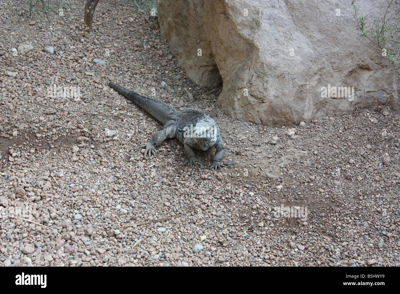 lizard Indianapolis zoo Stock Photo Alamy