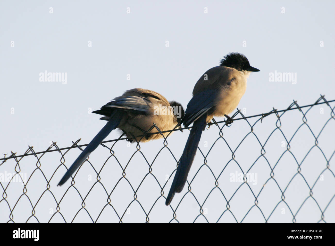 Two Azure-winged Magpies, Cyanopica cyana, on a fence Stock Photo