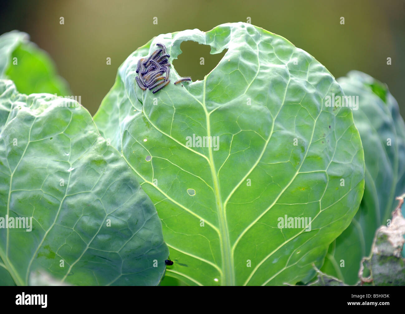 Large white butterfly caterpillars eating a cabbage leaf Stock Photo
