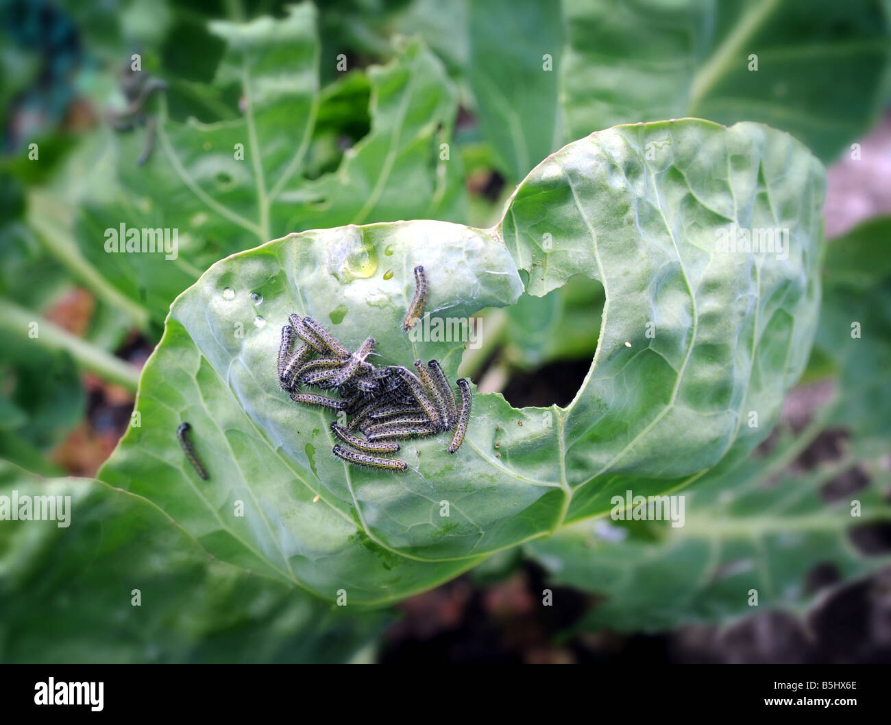 large white butterfly caterpillars eating a cabbage leaf Stock Photo ...
