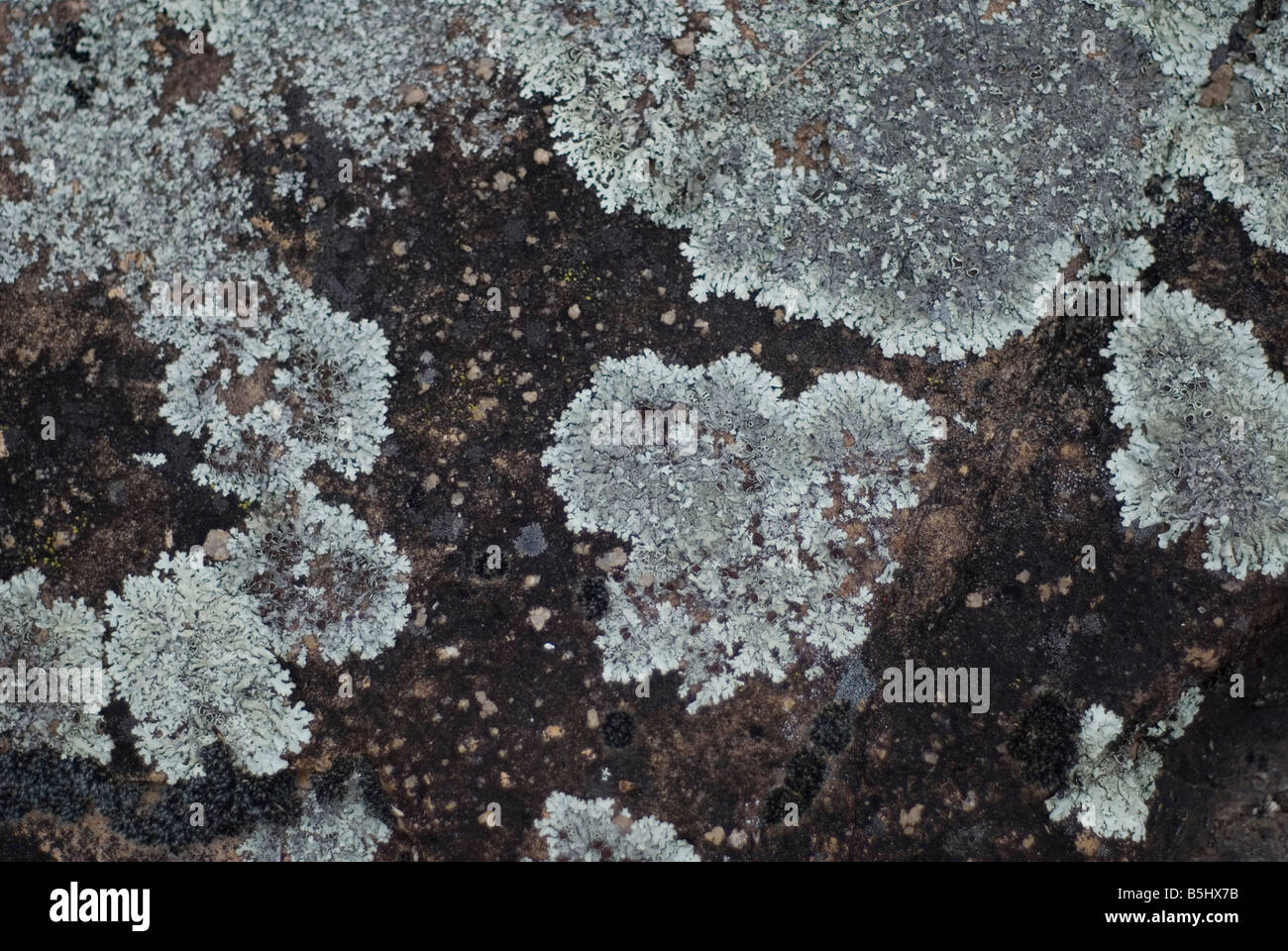 lichen on granite rocks Stock Photo