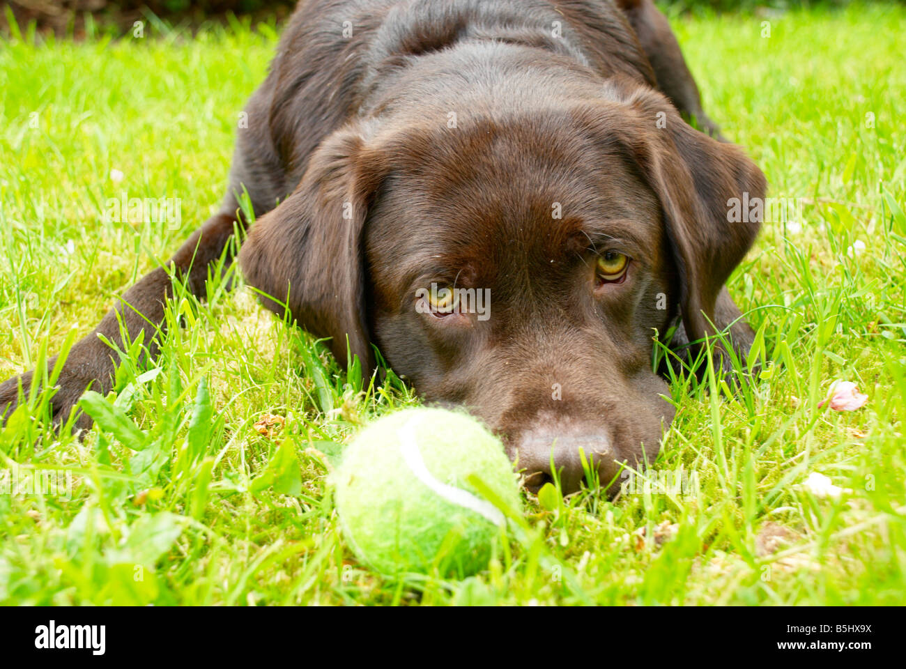 smooth haired chocolate labrador retriever playing with a tennis ball ...