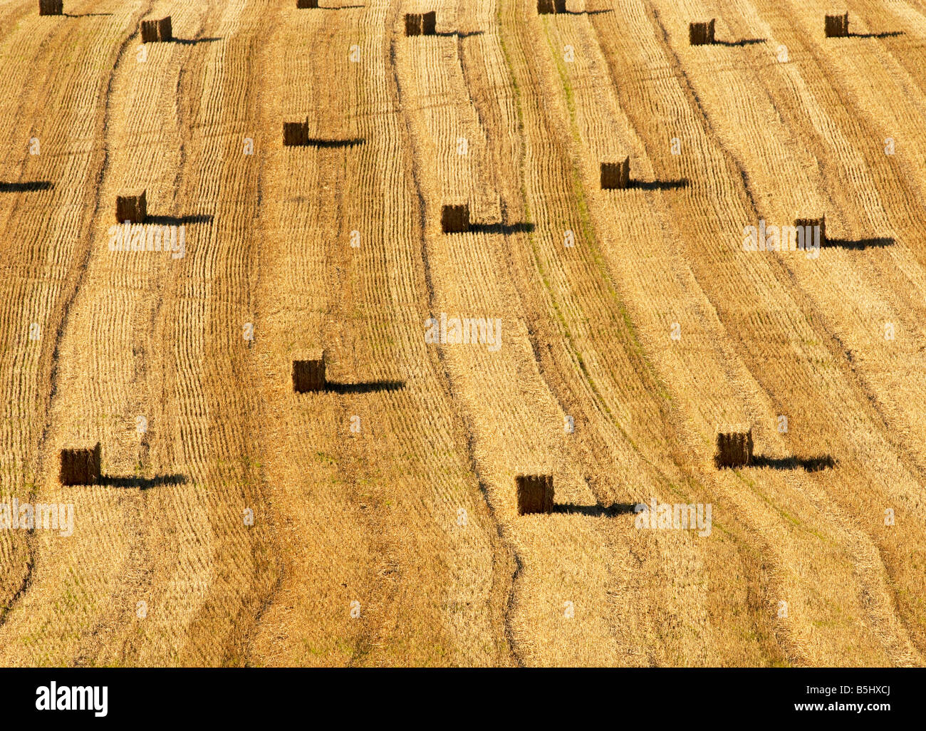 golden Straw bales after the harvest in devon Stock Photo Alamy