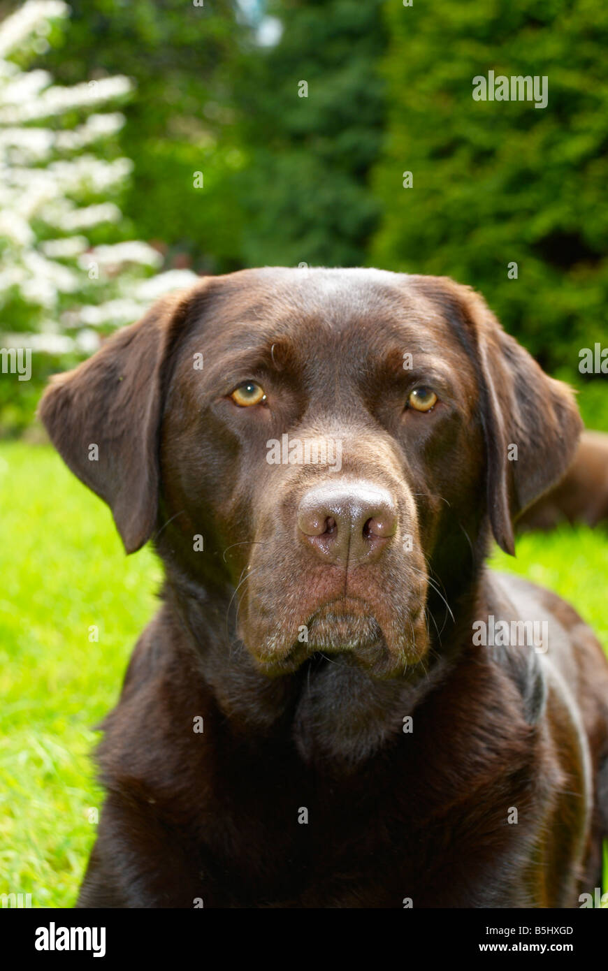 long haired chocolate labrador