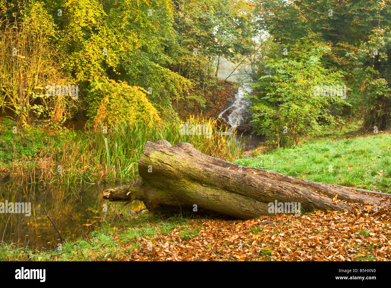fallen tree log next to a small stream in autumn Stock Photo
