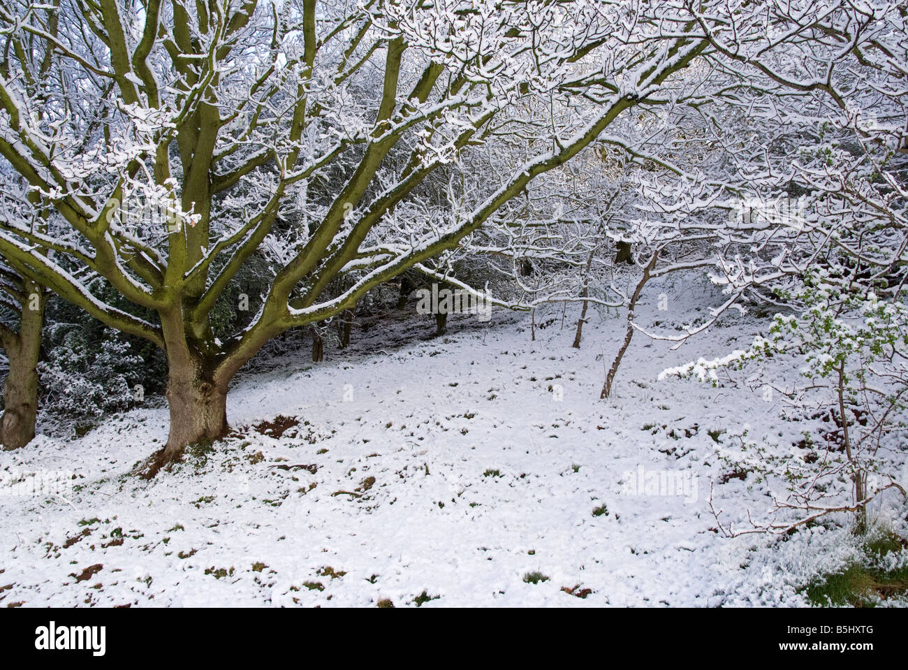 Winter snow snowy trees hi-res stock photography and images - Alamy