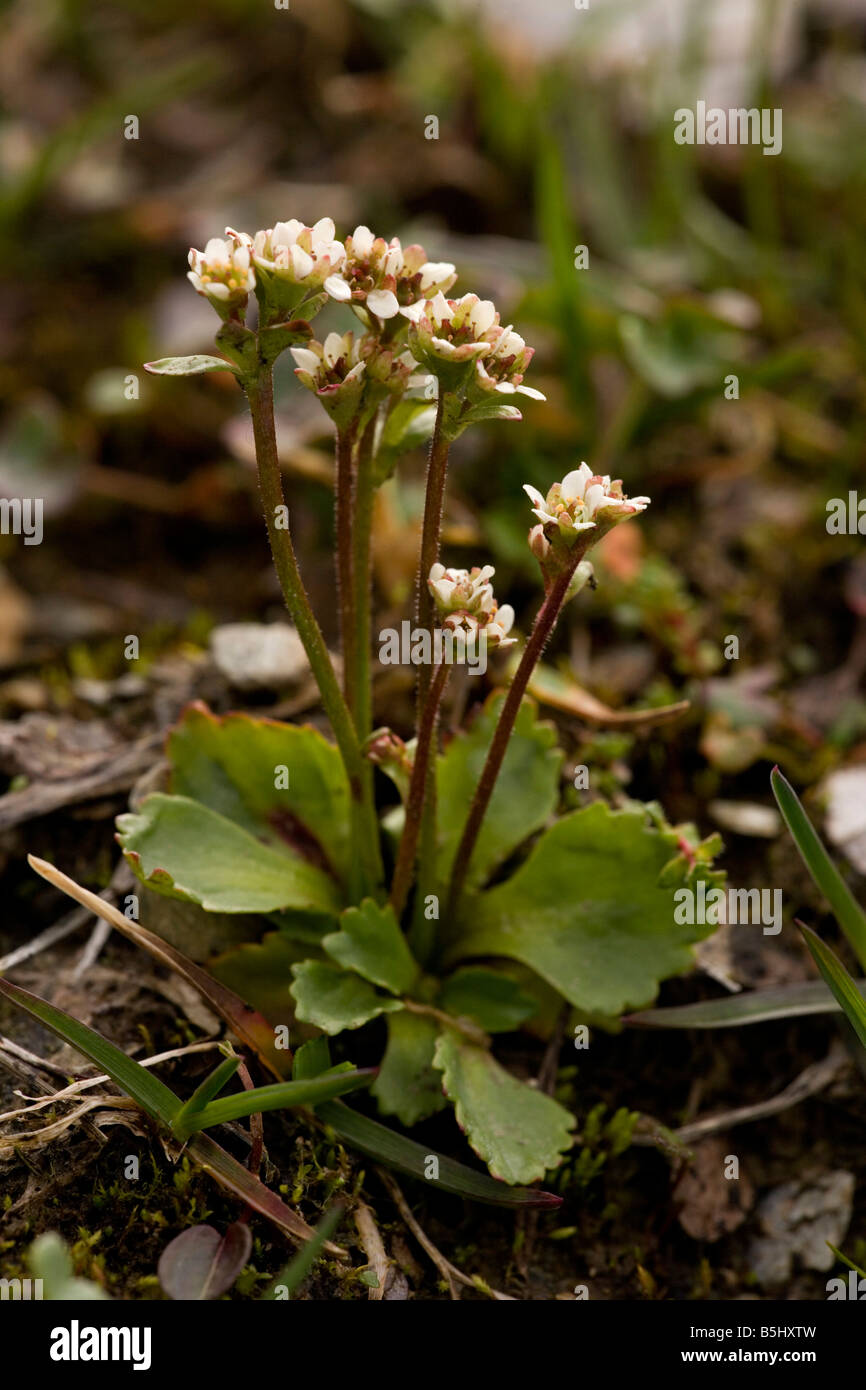 Arctic saxifrage Saxifraga nivalis very rare in UK Stock Photo