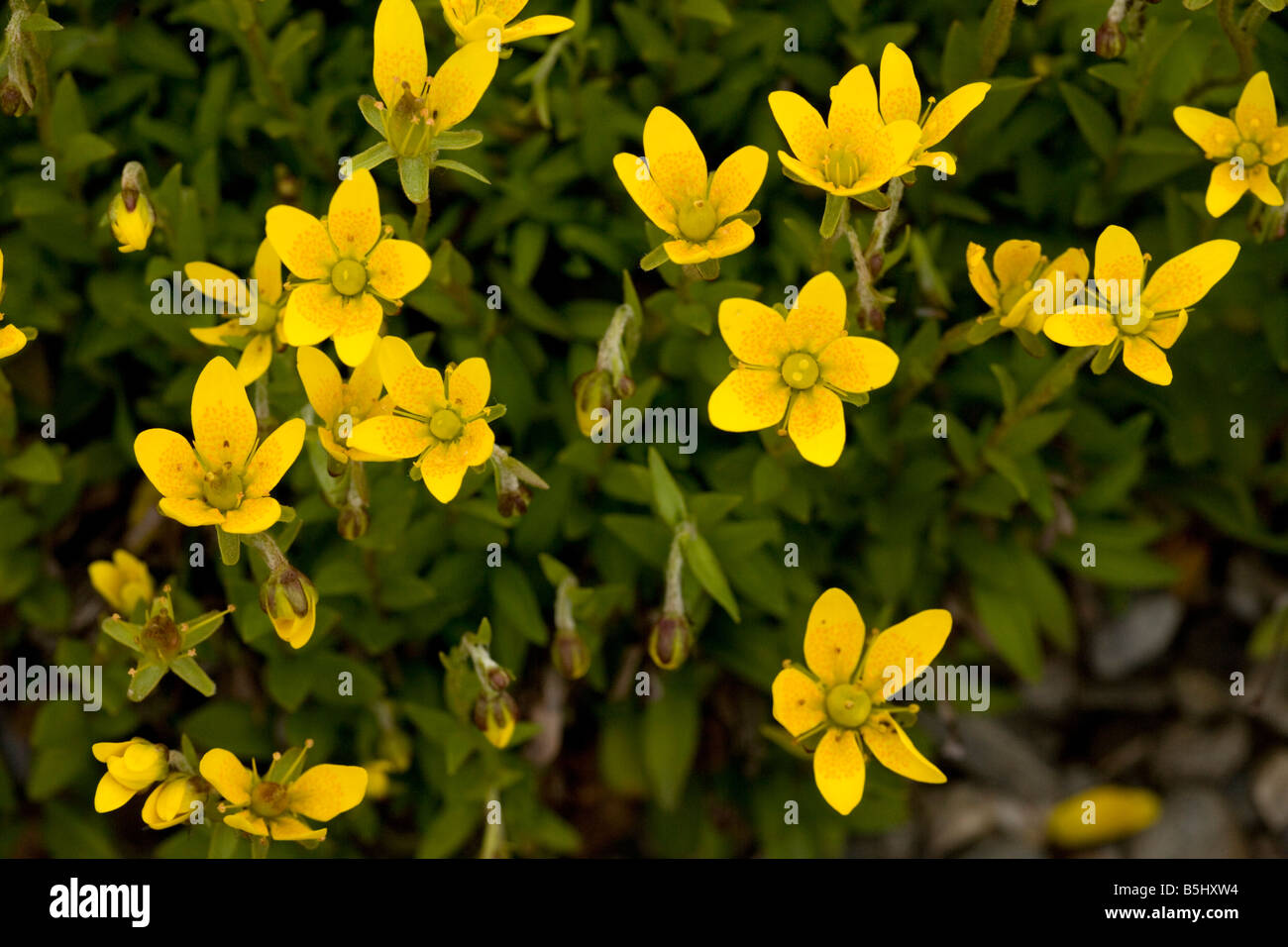 Marsh saxifrage Saxifraga hirculus Beautiful but rare saxifrage Also sometimes grown in gardens Very rare in UK Stock Photo