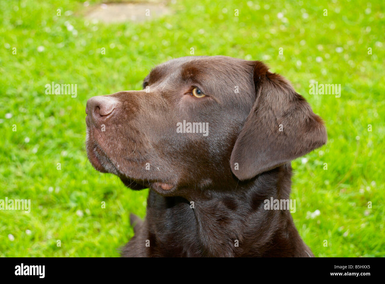 chocolate labrador pedigree