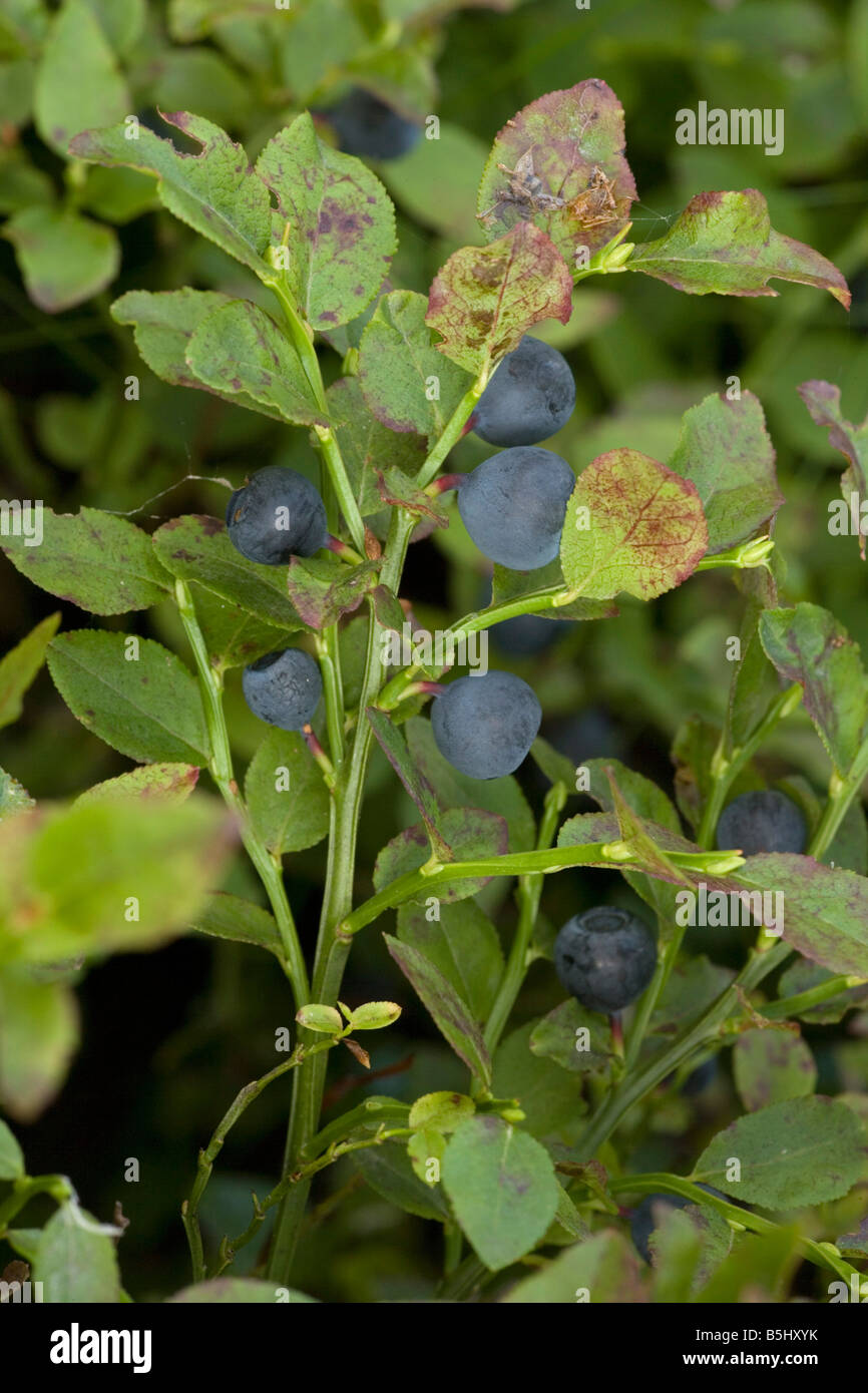 Bilberry Vaccinium myrtillus in fruit or whortleberry Exmoor Stock Photo