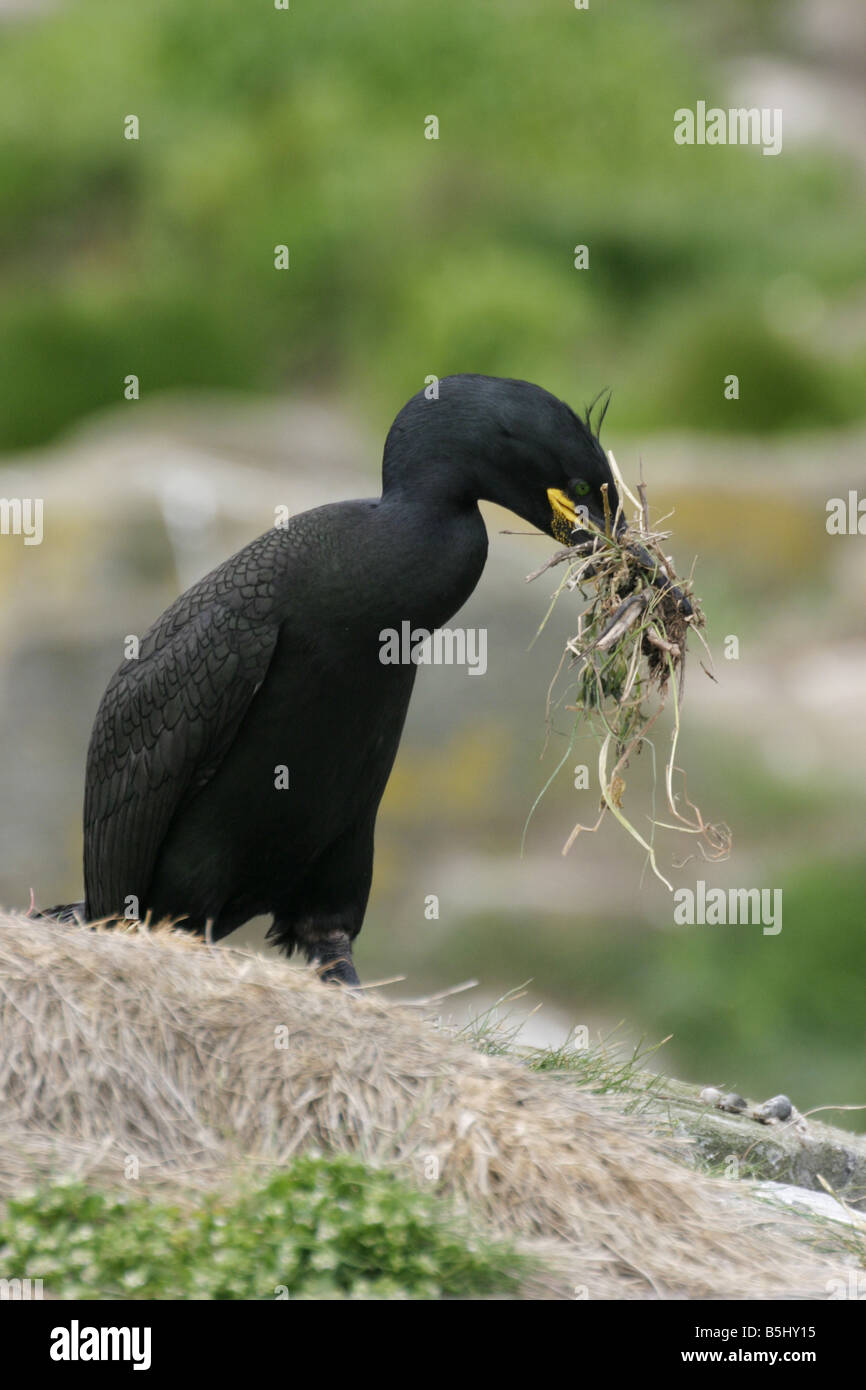 Shag, Phalacrocorax aristotelis, nest building Stock Photo