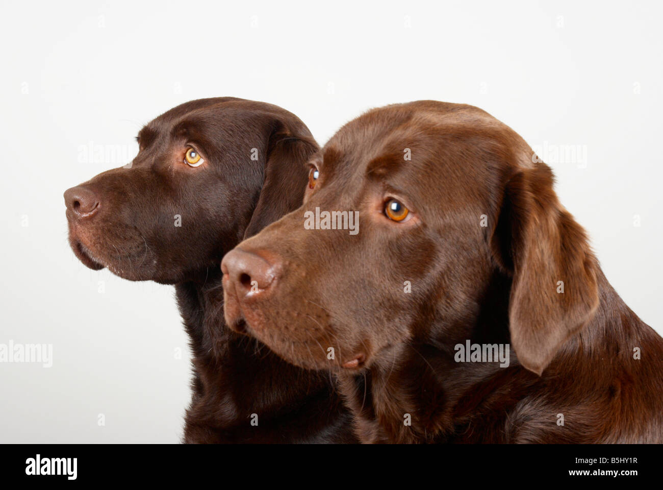 Close Up View Of The Felted Of Shiny Healthy Dog Dark Brown Hair Of  Labrador Dog Curly Fur For A Background Patterns Texture Stock Photo -  Download Image Now - iStock