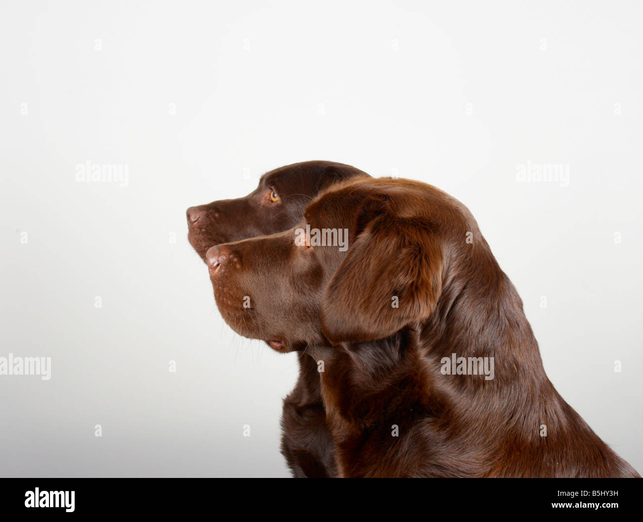 smooth haired chocolate labrador retrievers Stock Photo Alamy