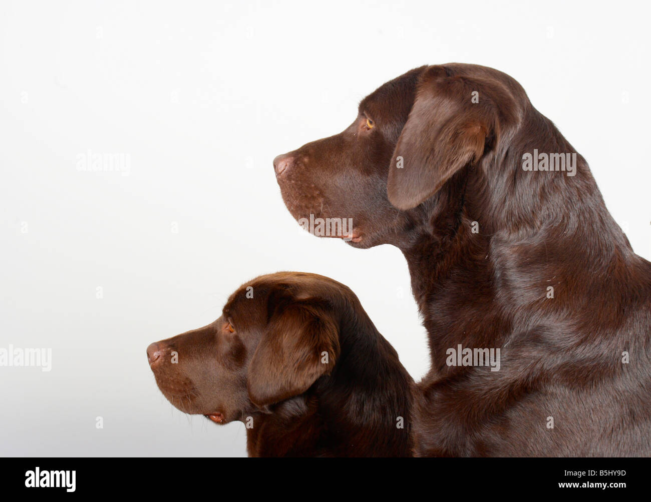 smooth haired chocolate labrador retrievers Stock Photo Alamy