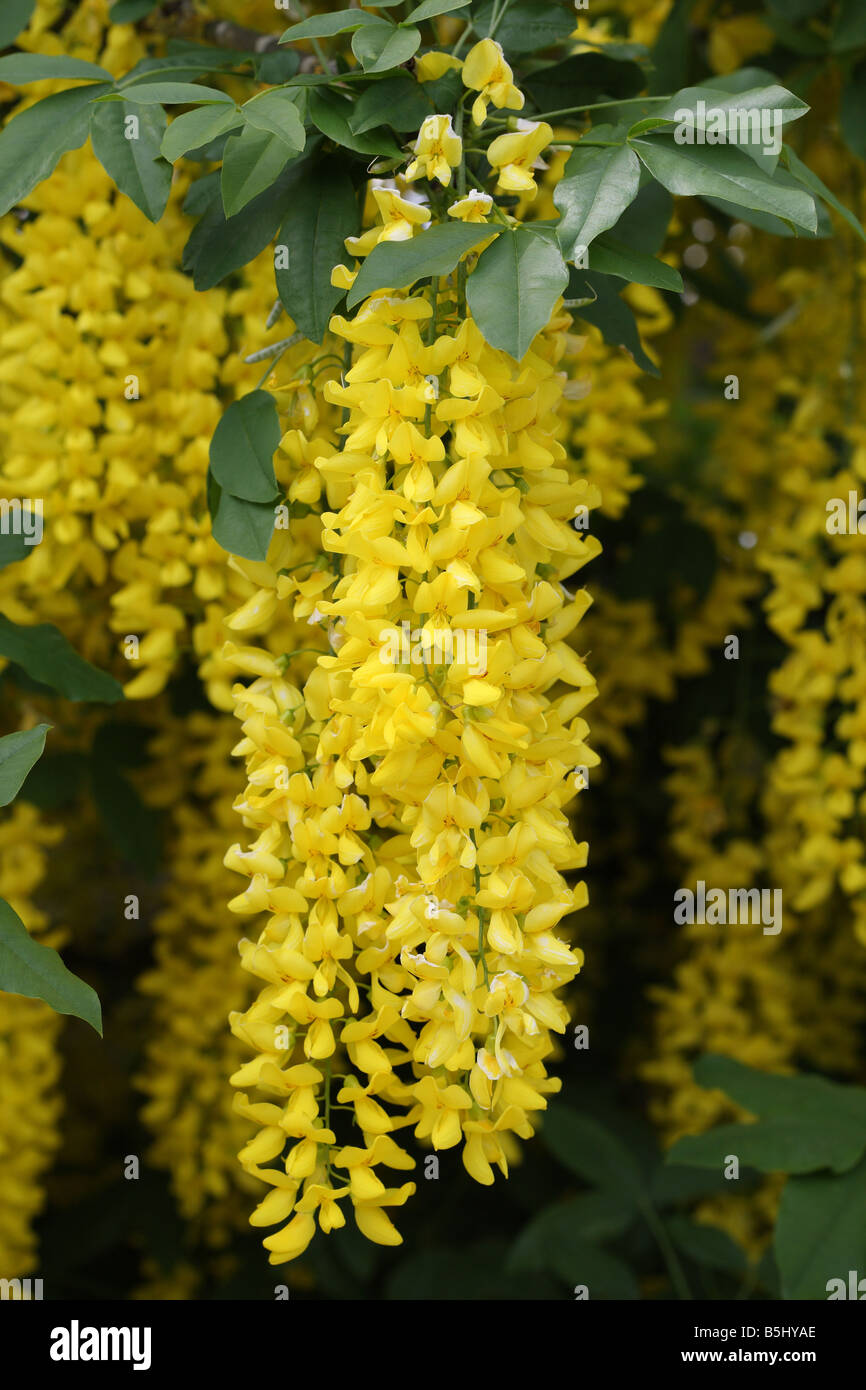 LABURNUM CLOSE UP OF FLOWERS Stock Photo Alamy