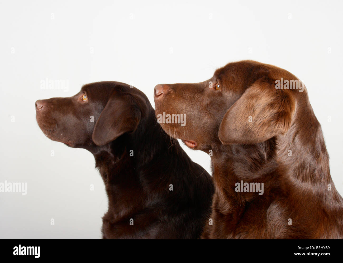 long haired chocolate labrador