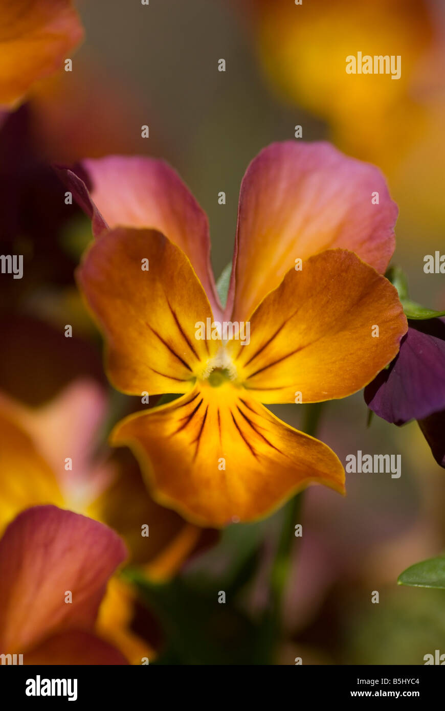 pansy violet flower Stock Photo