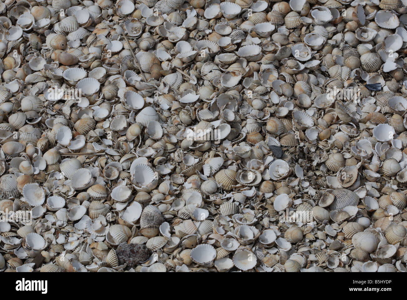 USING SEASHELLS AS A MULCH FOR WEED CONTROL Stock Photo