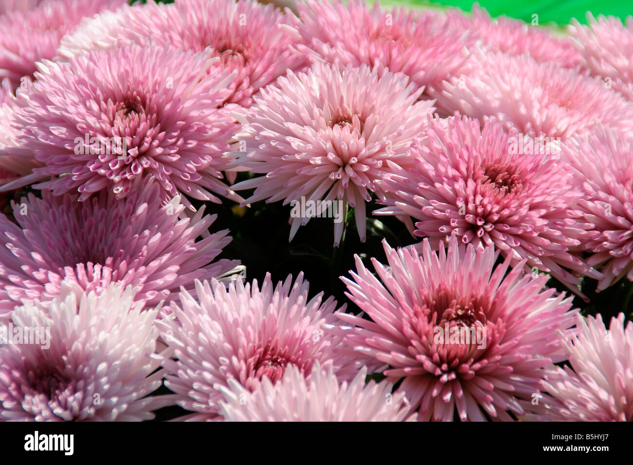 Chrysanthemen hires stock photography and images Alamy