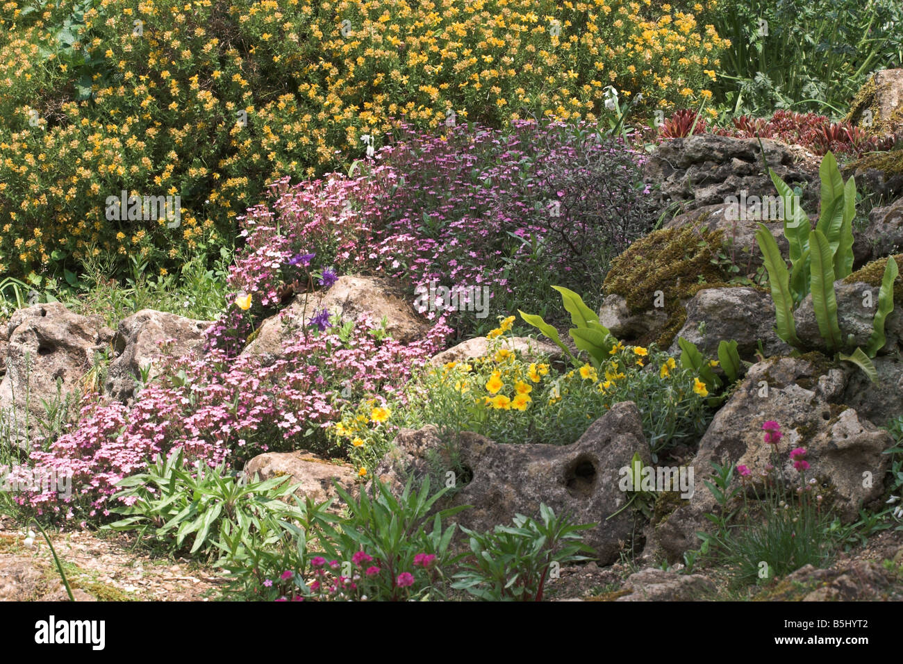 Spring flowering alpine rock garden in The Botanical Gardens, Bath, England, UK Stock Photo