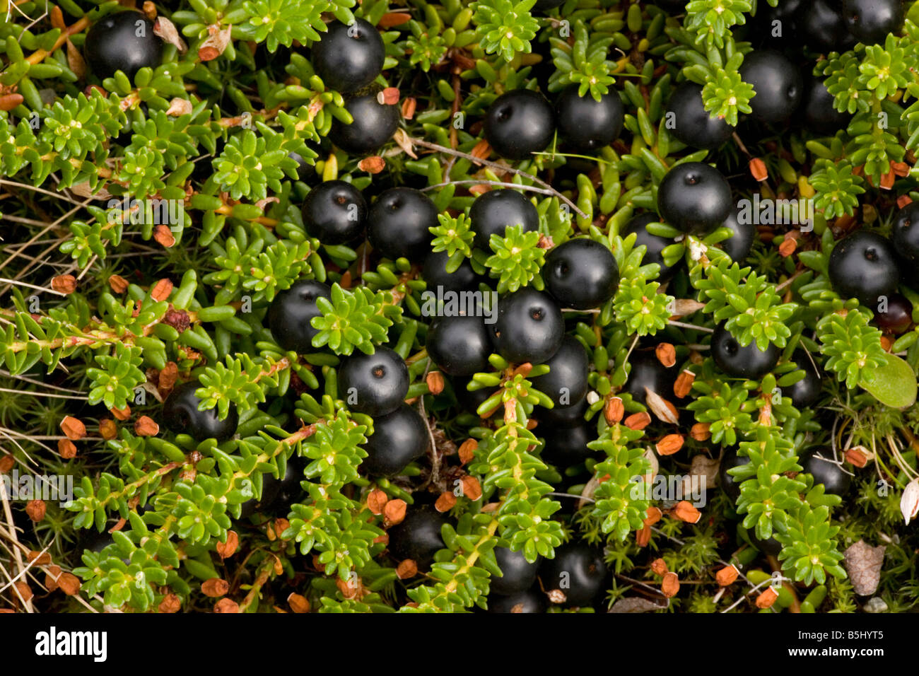 Hermaphrodite form of crowberry Empetrum hermaphroditum E nigrum ssp hermaphroditum in fruit Scotland Stock Photo