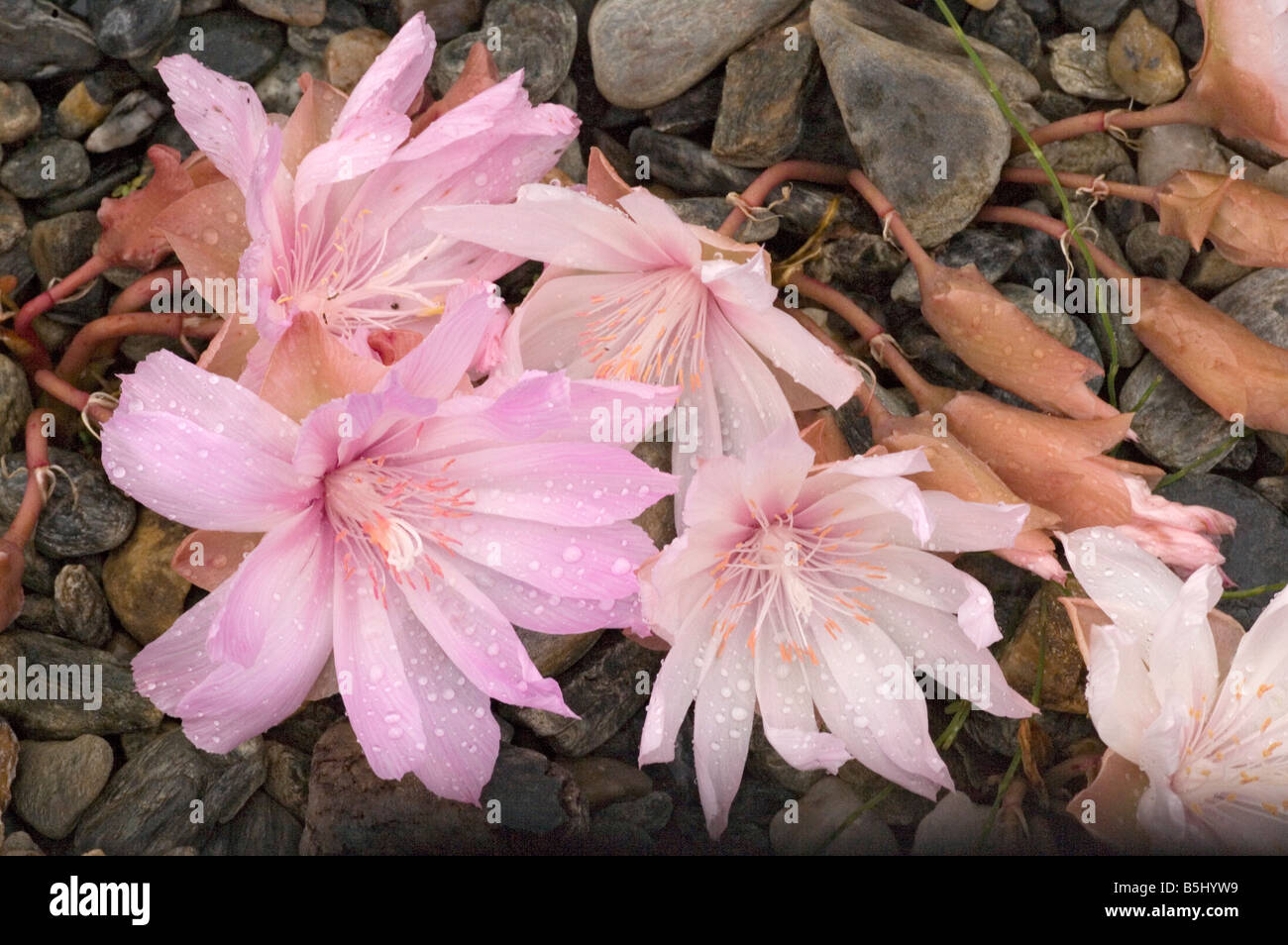 A Lewisia from the US Lewisia rediviva Stock Photo