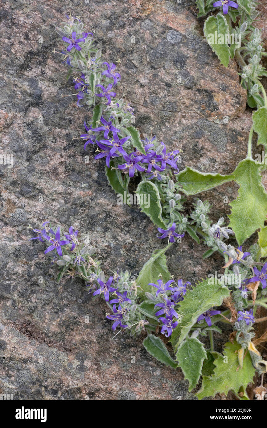 An endemic bellflower Campanula elatinoides from Italy Stock Photo