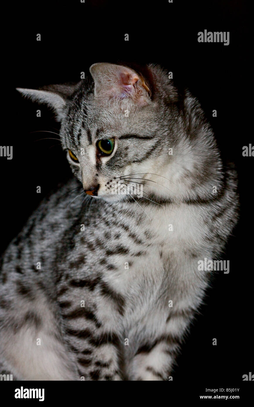 Egyptian Mau kitten portrait Stock Photo