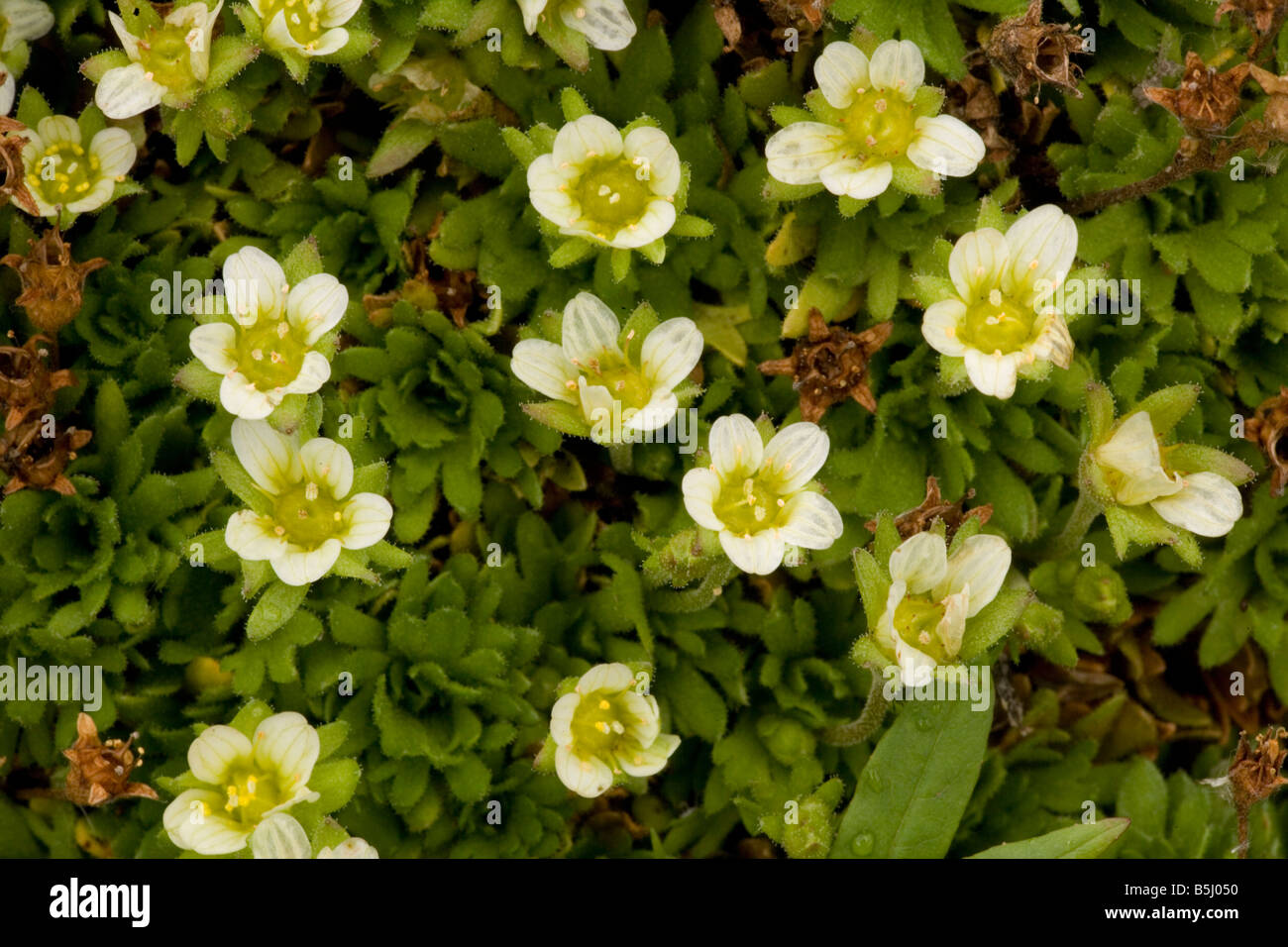 A form of tufted saxifrage Saxifraga caespitosa ssp uniflora Norway Stock Photo