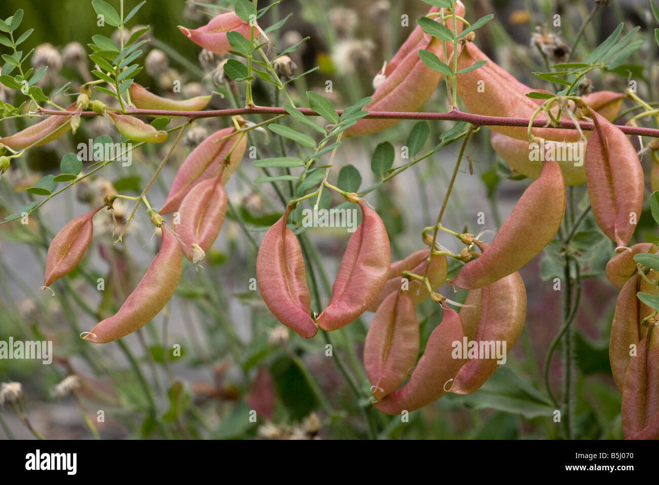 Bladder senna in fruit Colutea arborescens Garden Stock Photo