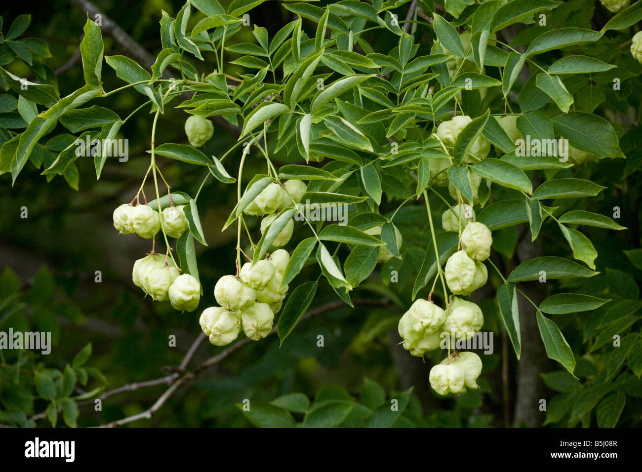 Bladder nut or Paper nut Staphylea pinnata in fruit from E Europe Stock Photo