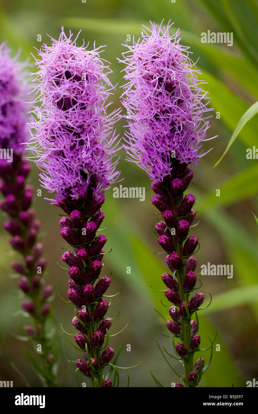 Dotted blazing star Liatris punctata from the USA prairies also grown as a garden plant Stock Photo