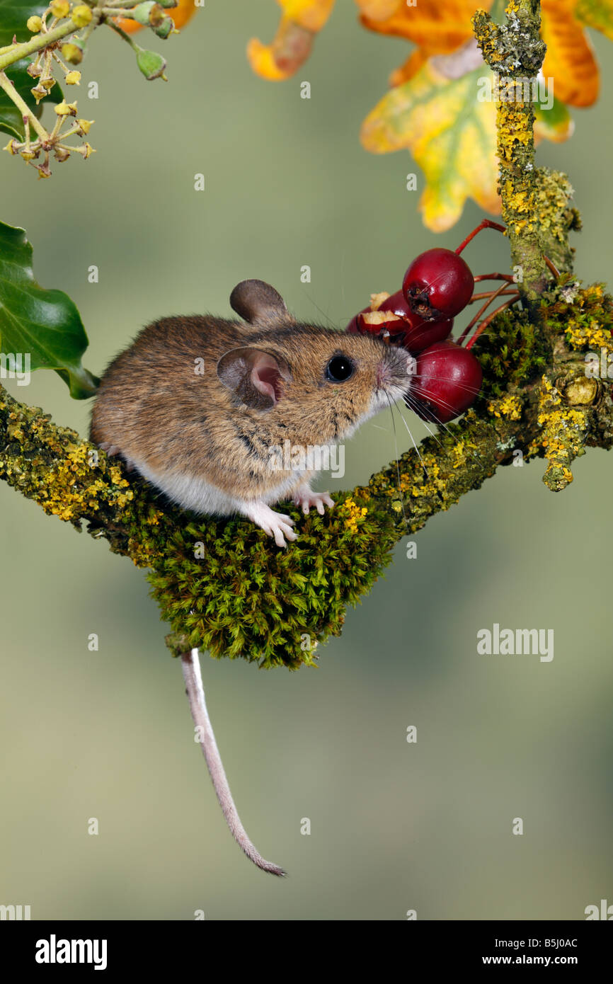 Yellownecked Mouse Apodemus flavicollis on moss and lichen covered
