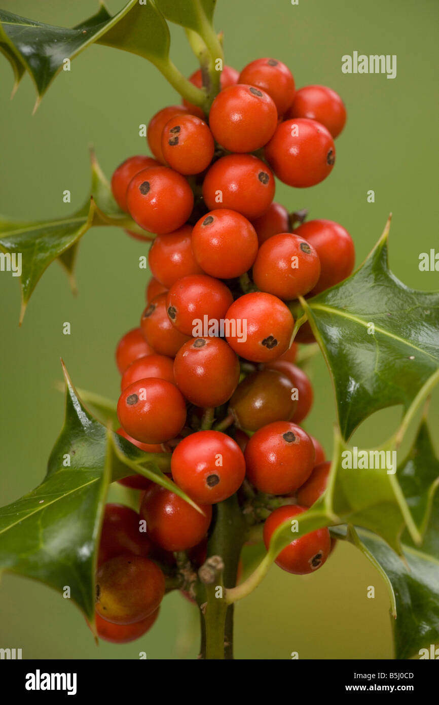 Holly with berries Stock Photo Alamy