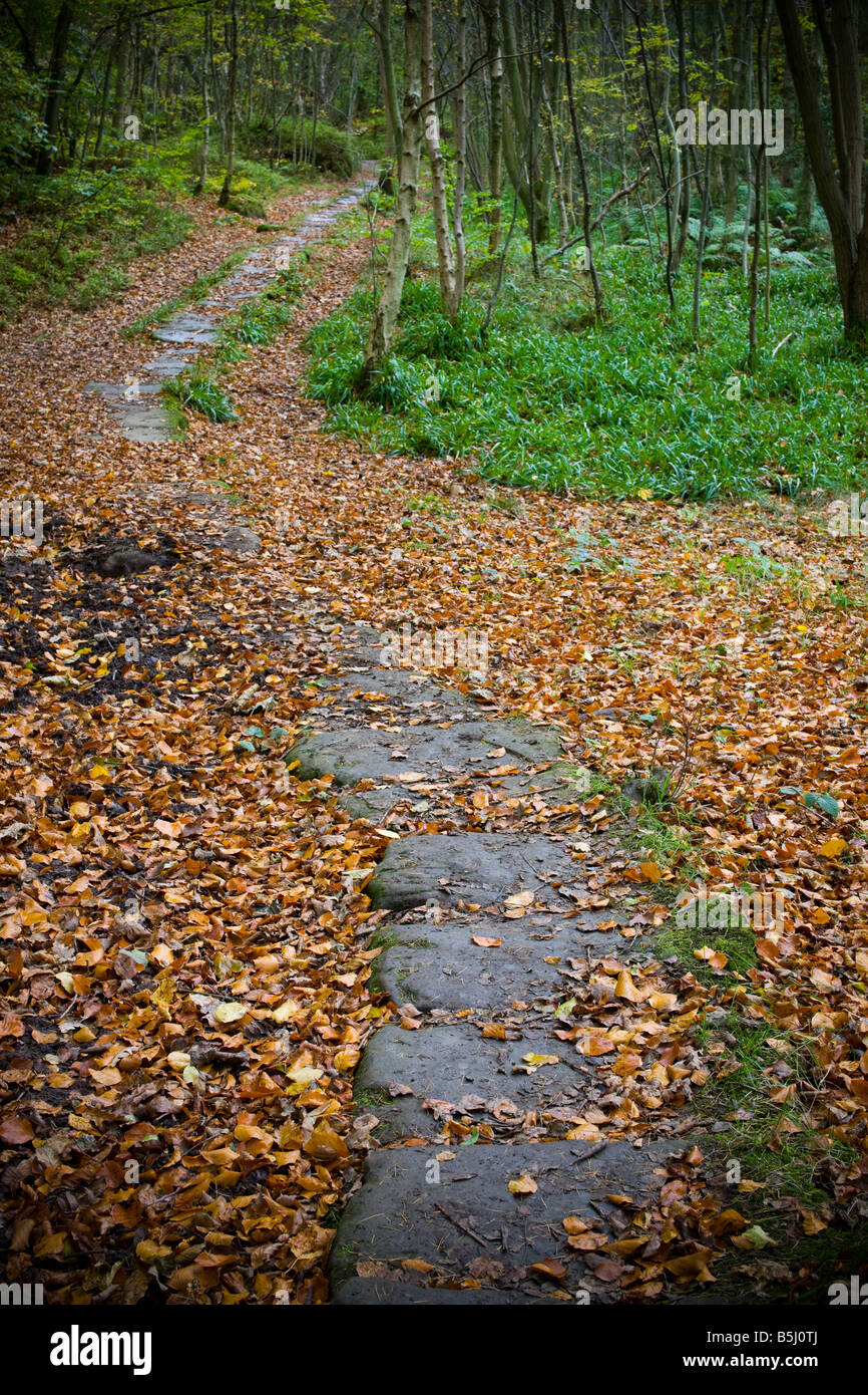 Flagged road in Arncliff Wood Glaisdale North York Moors England Stock Photo