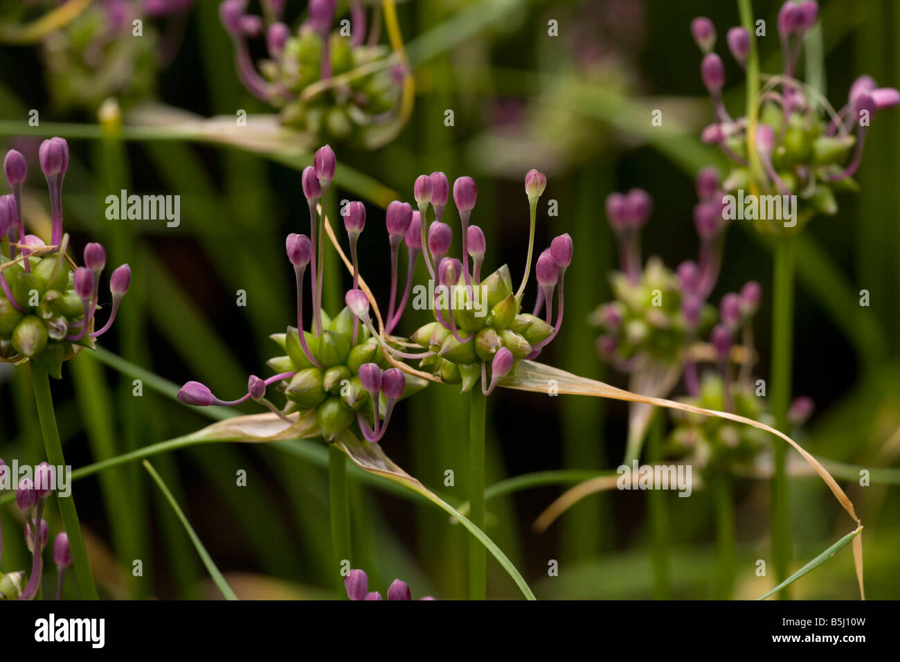 Field garlic Allium oleraceum Uncommon in UK Stock Photo