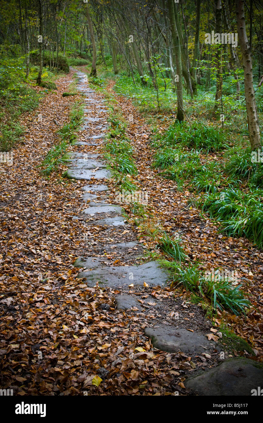 Flagged road in Arncliff Wood Glaisdale North York Moors England Stock Photo
