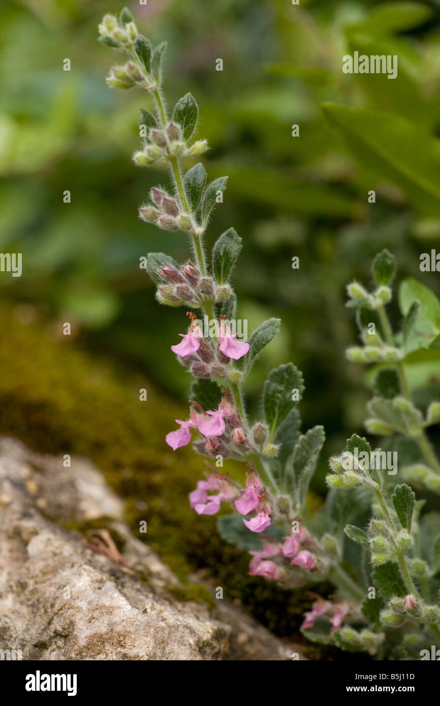 Wall germander Teucrium chamaedrys very rare in UK also naturalised Stock Photo