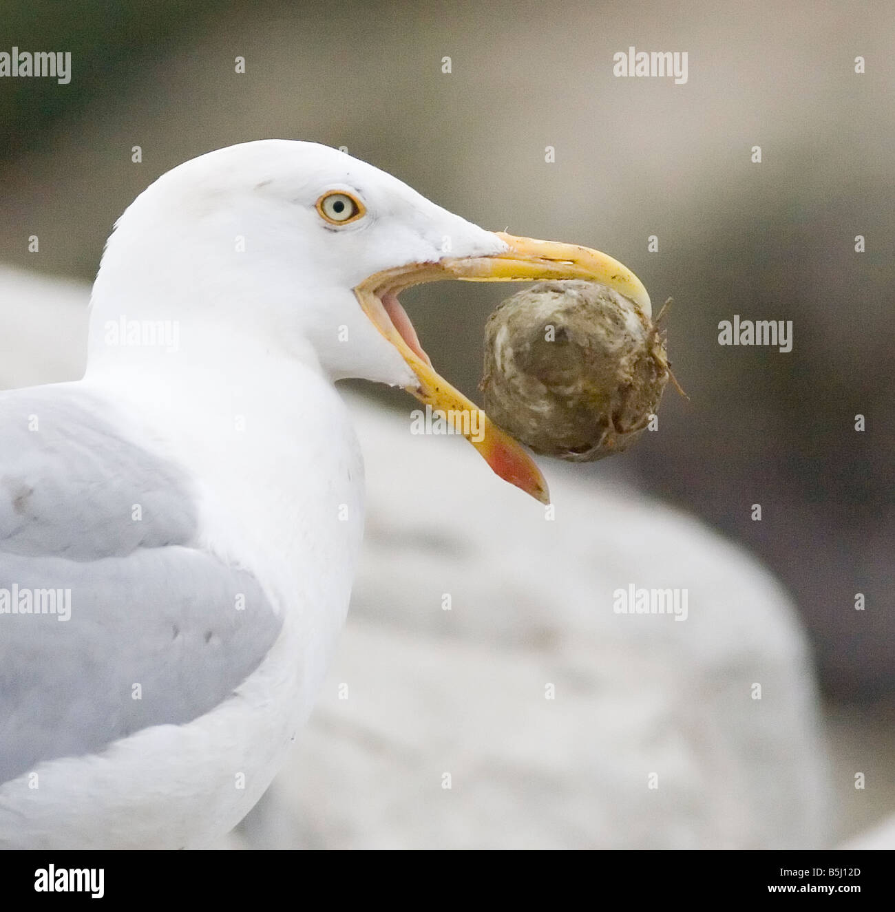 Herring Gull Larus argentatus egg stealing Farne Islands Stock Photo