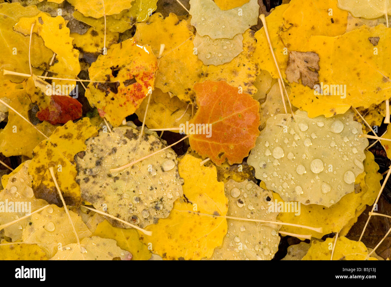 Wet yellow leaves hi-res stock photography and images - Alamy
