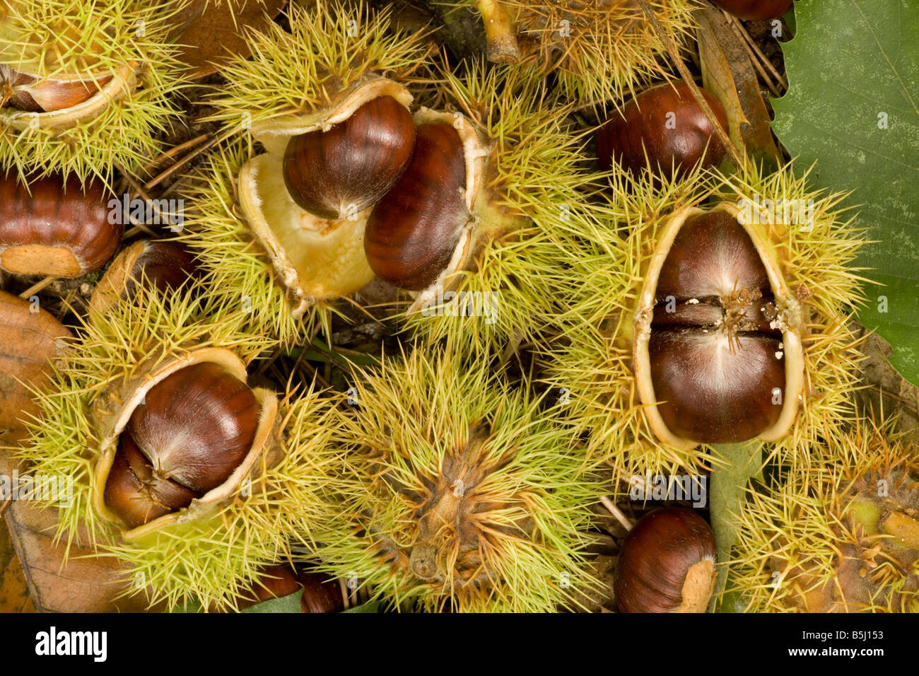 Fallen sweet chestnuts Stock Photo