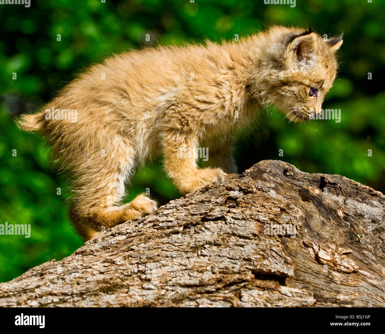 A Canada Lynx kitten plays on a fallen log - controlled conditions