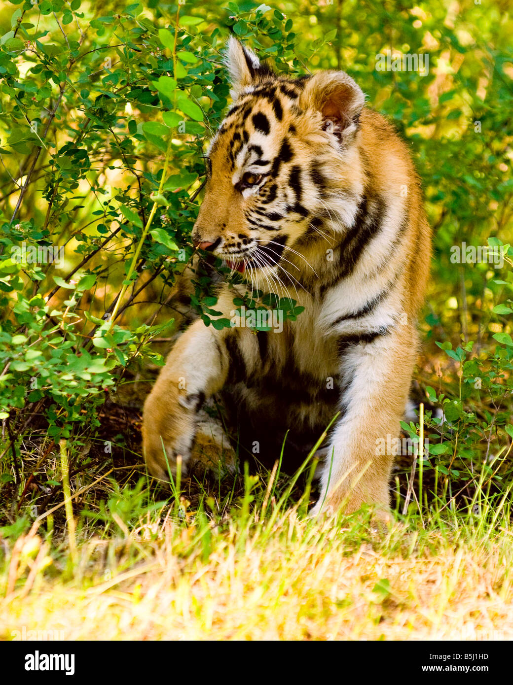 Male amur siberian tiger in hi-res stock photography and images - Alamy