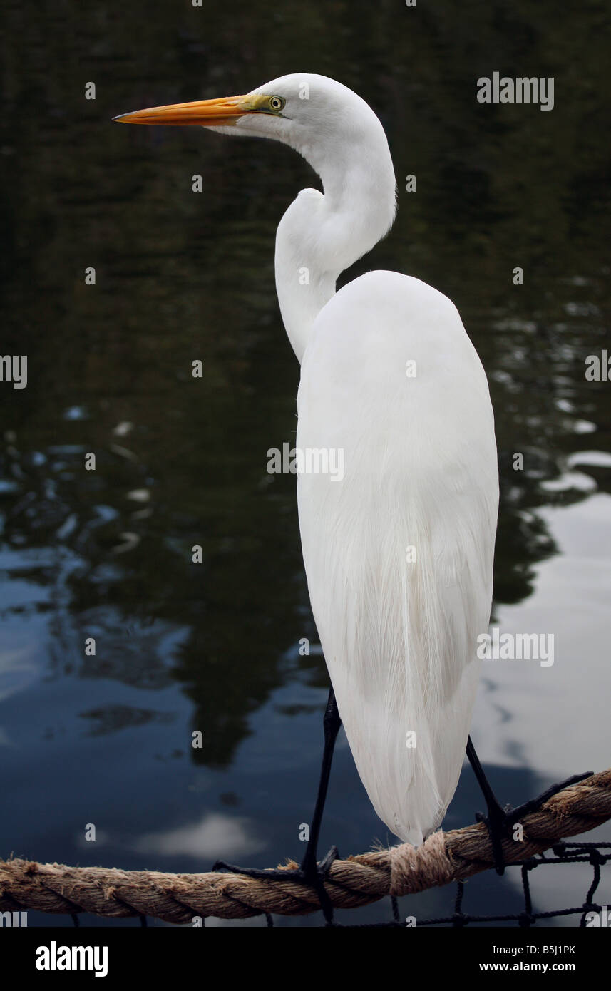 USA. Stock photo of a White Egret Stock Photo