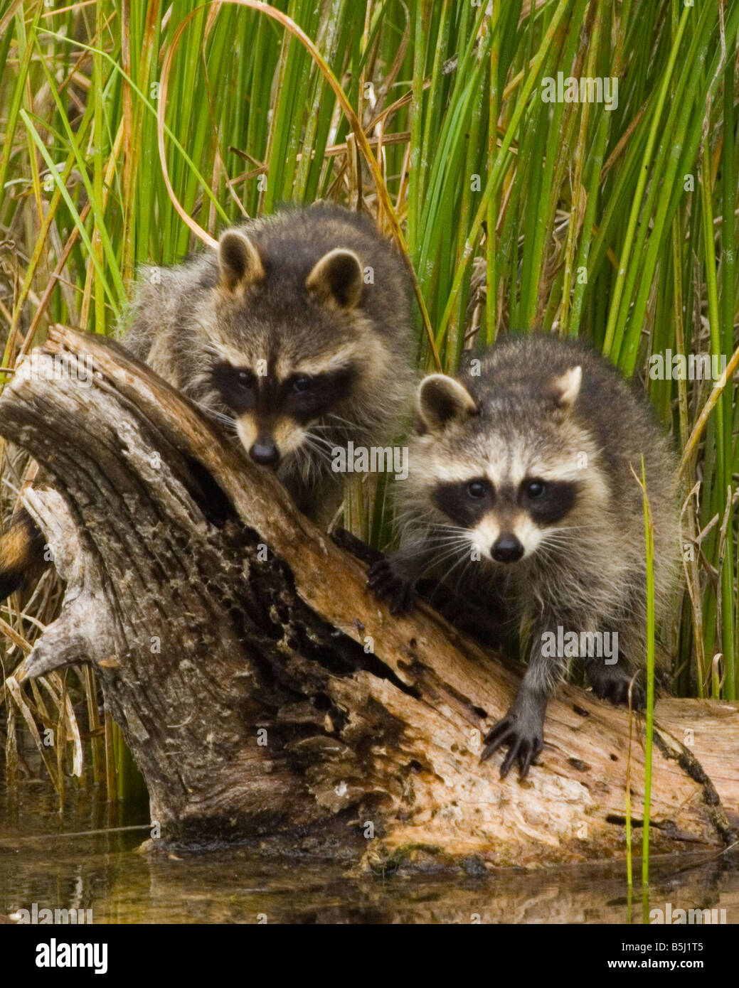 A pair of raccoons play on a log near the water controlled conditions