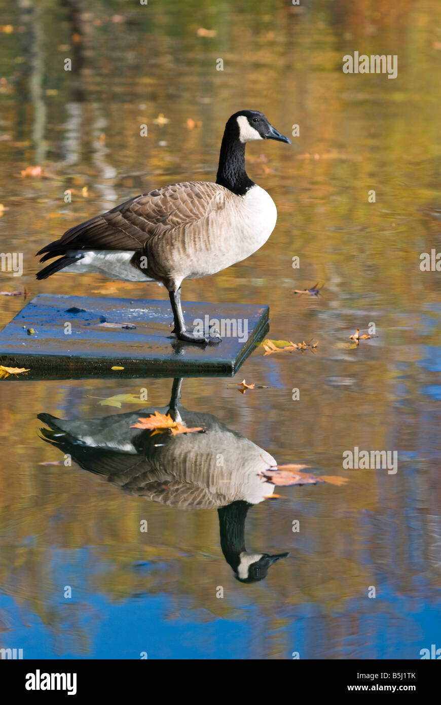 A Canadian Goose and its reflection in the Model Boat Pond at the Conservatory Water in Central Park, New York City Stock Photo
