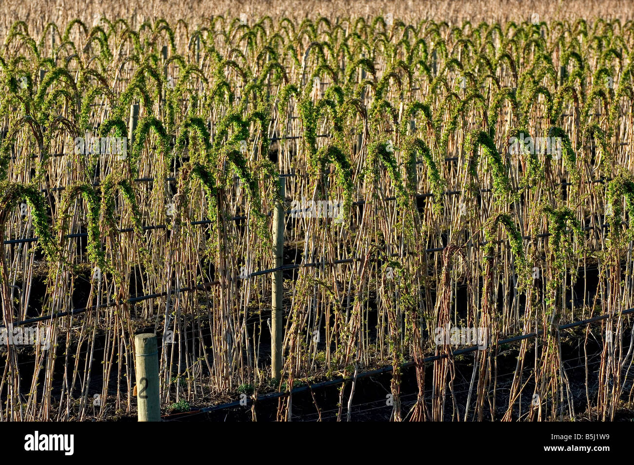 Rows of raspberry canes with leaves just beginning to emerge in early ...