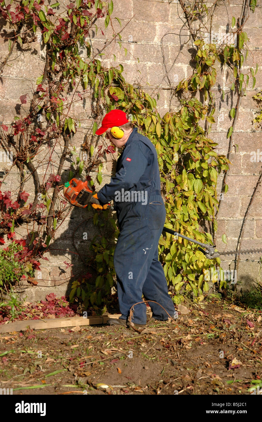 A gardener uses an electrical trimmer on Virginia creeper. Crathes castle grounds, Scotland. Stock Photo