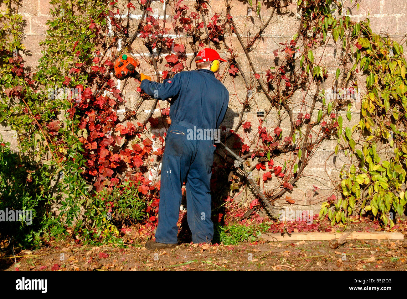A gardener uses an electrical trimmer on Virginia creeper. Crathes castle grounds, Scotland. Stock Photo